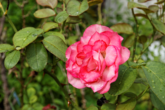 Water droplets on a Nicole Rose